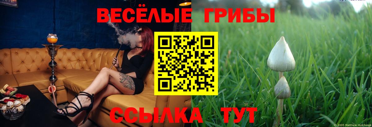 Галлюциногенные грибы Psilocybine cubensis Салехард